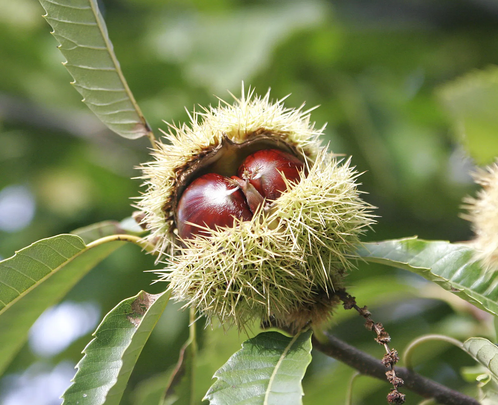 castanha