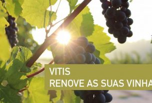 Vitis