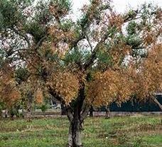 XYLELLA FASTIDIOSA