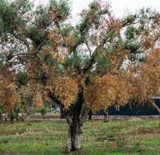 XYLELLA FASTIDIOSA