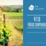 Vitis