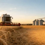 Colheita de cereais em Portugal com ceifeira, silos e camião de transporte